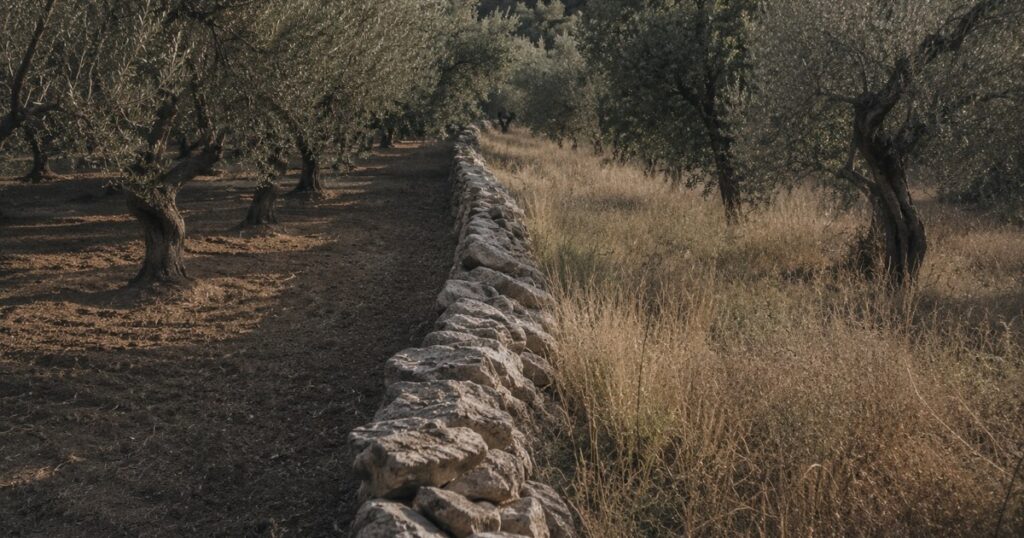 Un muro de piedra seca separando dos bancales de olivos, uno cuidado y otro abandonado